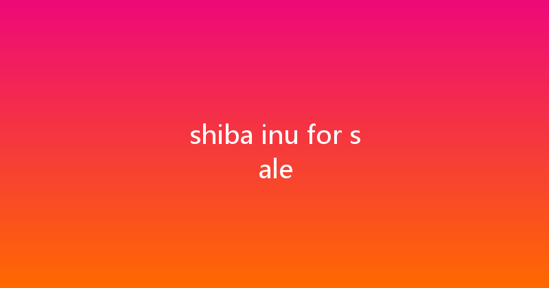 shiba inu for sale 